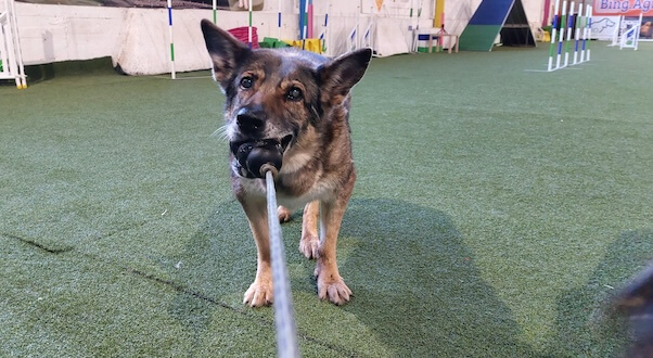 Anniversary dog