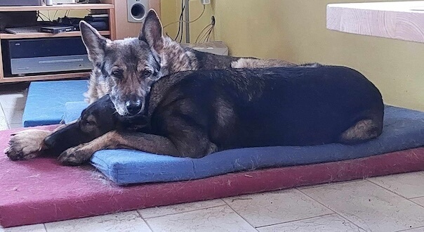 Skill the dog